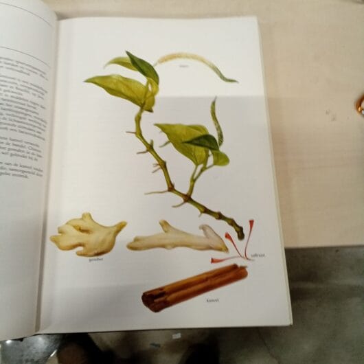 De plant in de geneeskunde kopen bij RataPlan webshop!