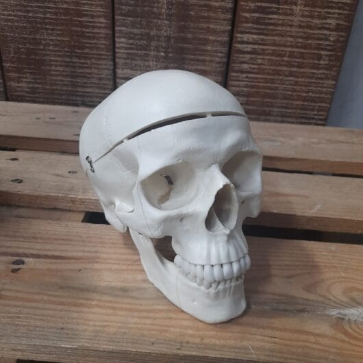 Kunsthars schedel kopen bij RataPlan webshop!